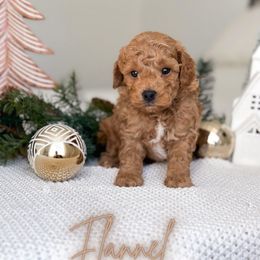 Flannel - Red  male Goldendoodle puppy in Southeast Arcadia, Florida from Desoto Doodles