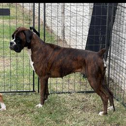 Stormy - Boxer
