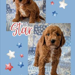 Star - Apricot female Goldendoodle puppy in Coarsegold, California from Hobbit Hollow Acres