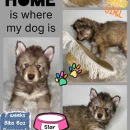Acacia - Red and white female Siberian Husky puppy in Florence, Kentucky from Moonlight Howl Huskies