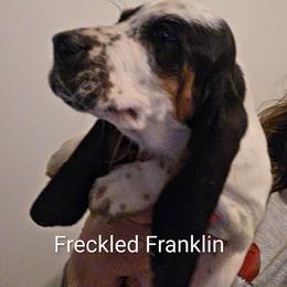 Freckled Franklin - Black white and brown male Basset Hound puppy in Lexington, Kentucky from Hound Ridge Meadows