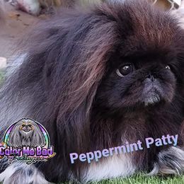 Pekingese Puppies from Color Me Bad Pekingese