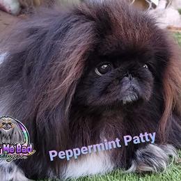 Pekingese Puppies from Color Me Bad Pekingese