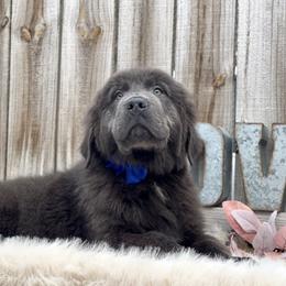 Blue OFA - Gray male Newfoundland puppy in Falmouth, Michigan from Dyer Lake Newfoundland’s