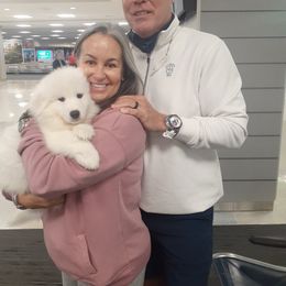 Samoyed Puppies from Hill Country Samoyeds