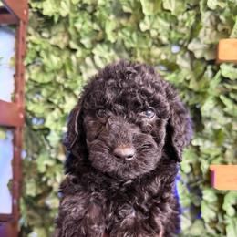 Fuchsia Pink Collar Girl - Black female Goldendoodle puppy in Lithia Springs, Georgia from Opulent Goldendoodles