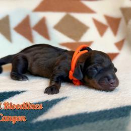 Canyon - Wild boar male Dachshund puppy in Columbia, Missouri from Royal Bloodline Canines
