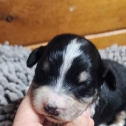 Daisey - Black and white female Aussiedoodle puppy in Mount Clare, West Virginia from Pineview Farms Australian Shepherds