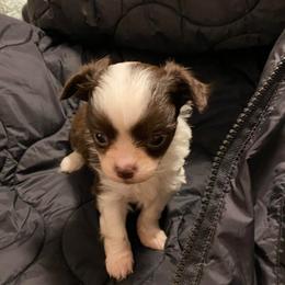 Tilly - Chocolate and white female Chihuahua puppy in Red Bluff, California from Aye Chihuahua