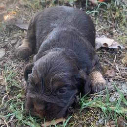 Boy 1 - Brown white and tan male Cocker Spaniel puppy in Gadsden, Alabama from Rich Cat’s