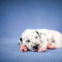 Dalmatian Puppies from CountrySide Dalmatians