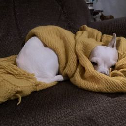 Lacey - Chihuahua