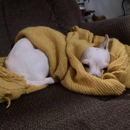 Lacey - Chihuahua