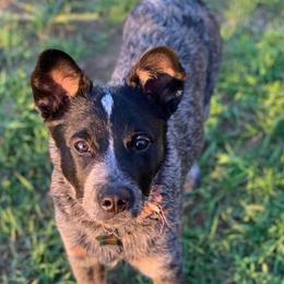 Australian Cattle Dog All Grown Up from Australian Cattle Cuties