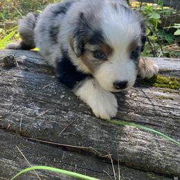 Nebulae - Blue merle male Miniature Australian Shepherd puppy in Priest River, Washington from Offgrid Aussies