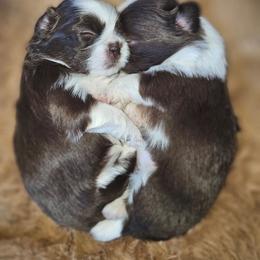 EDEN - Liver and white female Shih Tzu puppy in Los Banos And Bay Area, California from Shantii's Shih Tzu's