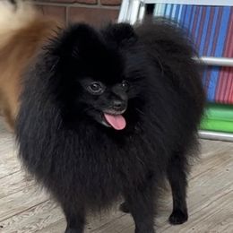 Urban - Pomeranian