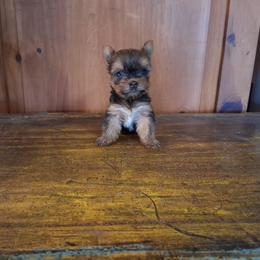 Jessie - Black and gold female Yorkshire Terrier puppy in Terrell, Texas from Ashley Nicole Ranch