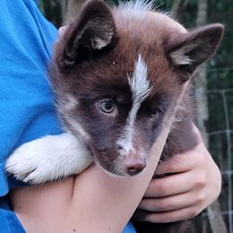 Male 2 - Tri-color male Pomsky puppy in Gladstone, Virginia from Rustic Charms Miniature Huskys