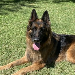 Rose - German Shepherd