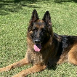 Rose - German Shepherd