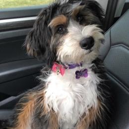 Cali - Bernedoodle