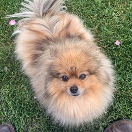 Pepsi - Pomeranian