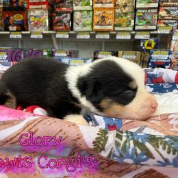 Glory - Black and tan female Pembroke Welsh Corgi puppy in Purcell, Oklahoma from Lewis Aussie’s & Corgi’s