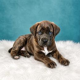 Copper - Gray brindle female Cane Corso puppy in Haslet, Texas from Trained To Go Corso Kennels (T.T.G. Corso Kennels)