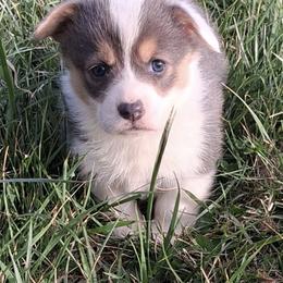 Remi - Blue female Pembroke Welsh Corgi puppy in Hillsville, Virginia from Bonderosa Kennels