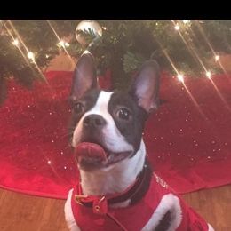 Boston Terrier All Grown Up from Melissa Holifield