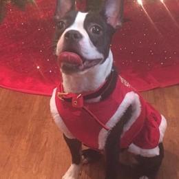 Boston Terrier All Grown Up from Melissa Holifield