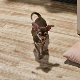 Chummy - Chocolate brindled fawn male Chihuahua puppy in Meridian, Oklahoma from Crazy Love Kennels