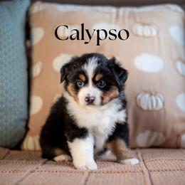 Calypso - SOLD - Black tri female Miniature American Shepherd puppy in Puyallup, Washington from TRAILS END Minis