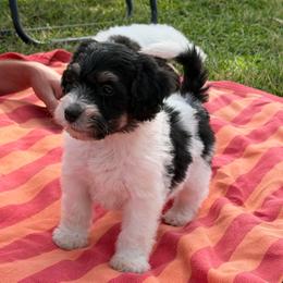 Daisy - Black and white female Bernedoodle puppy in Warrensburg, Missouri from Dreamer Ridge Puppies