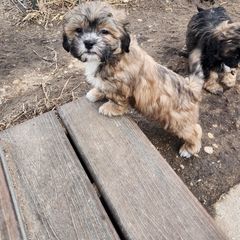 Shichon Puppies from Tri-County Kennels