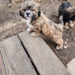 Shichon Puppies from Tri-County Kennels