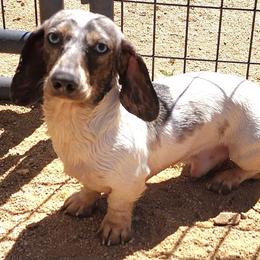 Colt - Dachshund
