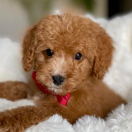 Casper - Red male Labradoodle puppy in San Antonio, Texas from I Love U Back Labradoodles, LLC