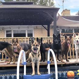 German Shepherds from The Shepherds View