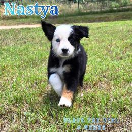 Nastya - Black tri-color female Australian Shepherd puppy in Abilene, Texas from S&K Aussies N' Rotties