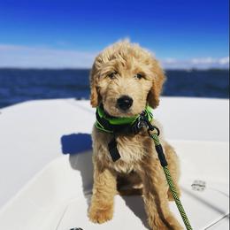Goldendoodle Puppies from Old Line Doodles