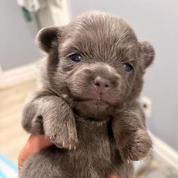 Bella - Chocolate sabled fawn female Chihuahua puppy in Holbrook, New York from Alyce’s Angels