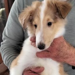 Lord Balerion - Sable merle and white male Collie puppy in Elmhurst, Illinois from Stacey's Collies