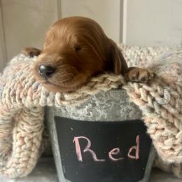 Red - Red  male Goldendoodle puppy in Grand Blanc, Michigan from Perry Farm Doodles