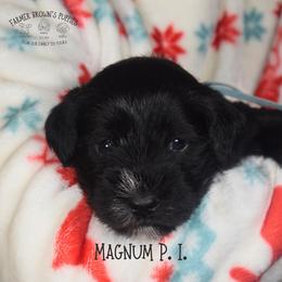Magnum P. I. - Black male Miniature Schnauzer puppy in Sedalia, Missouri from Farmer Brown's Puppies