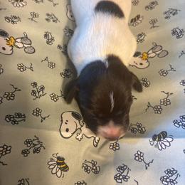 Orange - White and liver female German Shorthaired Pointer puppy in Spencer, Massachusetts from Outback Kennels