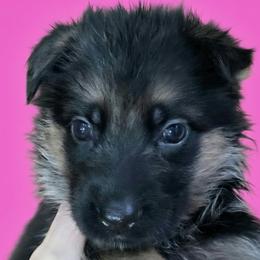 Girl 2 - Black and red female German Shepherd puppy in Rockfield, Kentucky from Cheveyo German Shepherds