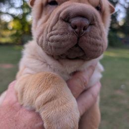 Girl 1 - Apricot dilute female Chinese Shar-Pei puppy in Autryville, North Carolina from T&D'S Razen Wrinkles Shar-pei