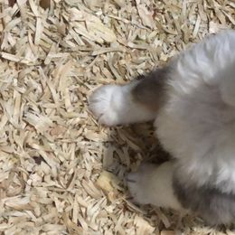 Australian Shepherd Puppies from Mullis Australian Shepherd